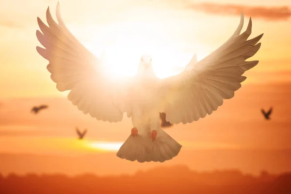 Pombo Voando Com Fundo Céu Dramático — Fotografia de Stock