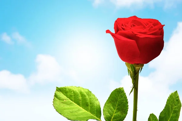 Красная Роза Цветок Поле Голубым Небом Фоне — стоковое фото