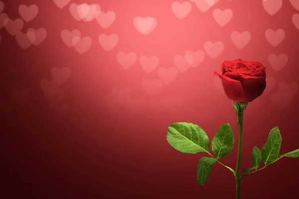 Red Rose Colored Background Valentines Day — Stock Photo, Image