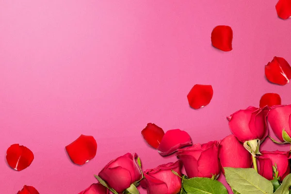 Красная Роза Лепестки Роз Цветном Фоне День Святого Валентина — стоковое фото