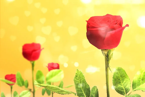 Rode Rozen Een Gele Achtergrond Valentijnsdag — Stockfoto