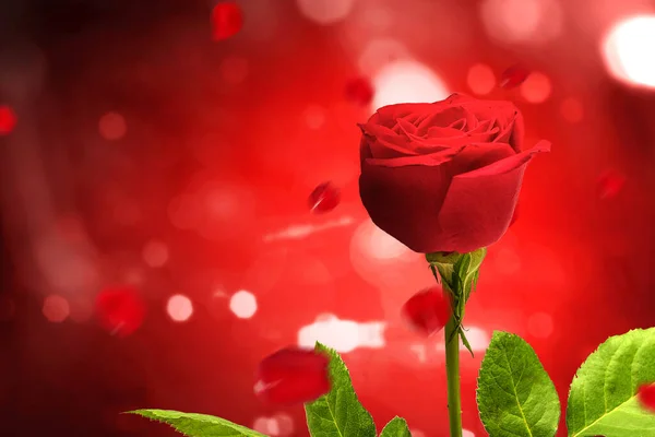 Красная Роза Цветном Фоне День Святого Валентина — стоковое фото