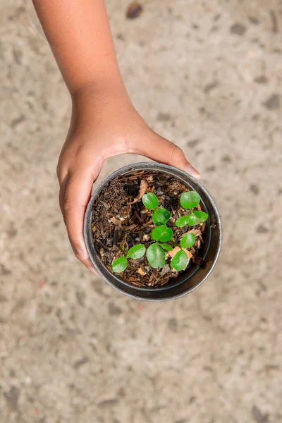 Mano Humana Sosteniendo Planta Verde Una Olla —  Fotos de Stock