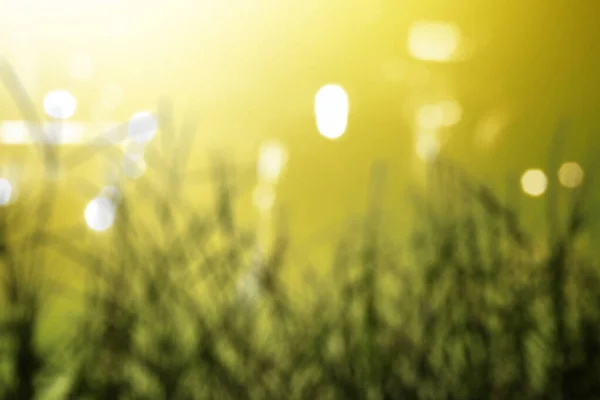 Ground Blurred Light Background World Environment Day — Stock Photo, Image