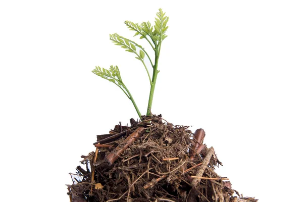 Boden Mit Wachsenden Pflanzen Darüber Isoliert Über Weißem Hintergrund — Stockfoto