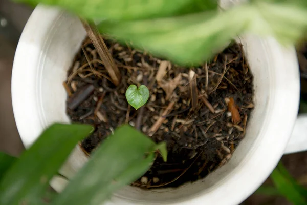 Suele Con Plantas Crecimiento Por Encima Ella Maceta Día Mundial —  Fotos de Stock