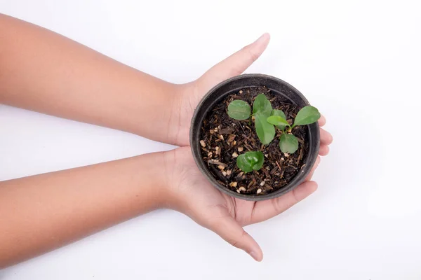 Mano Humana Sosteniendo Planta Verde Una Maceta Aislada Sobre Fondo —  Fotos de Stock