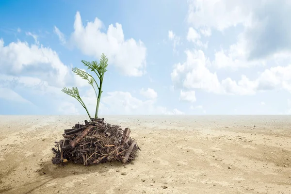 Sol Avec Des Plantes Croissance Dessus Avec Sol Sec Journée — Photo