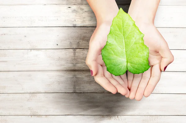 Mão Humana Segurando Folha Verde Dia Mundial Ambiente — Fotografia de Stock