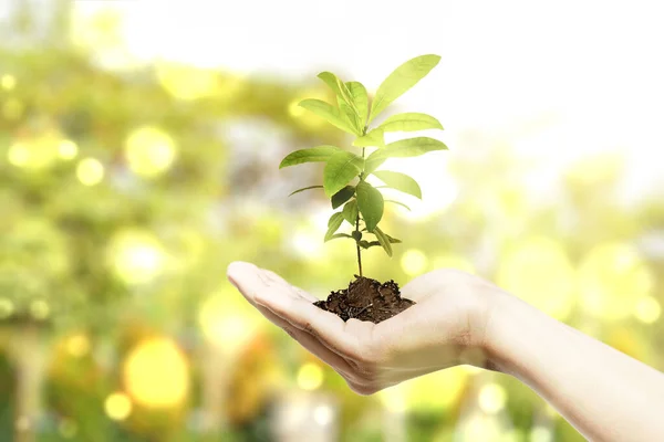 Földet Tartó Emberi Kezek Növekvő Növényekkel Felette Környezetvédelmi Világnap — Stock Fotó