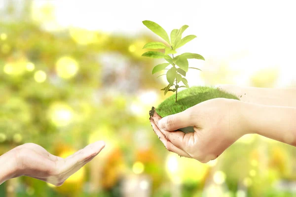 Mãos Humanas Dando Solo Com Plantas Crescimento Acima Dele Dia — Fotografia de Stock