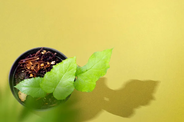 Planta Verde Una Maceta Con Fondo Color Día Mundial Del —  Fotos de Stock