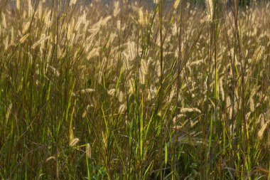 Mavi gökyüzü arka planına sahip ovanın manzara görüntüsü