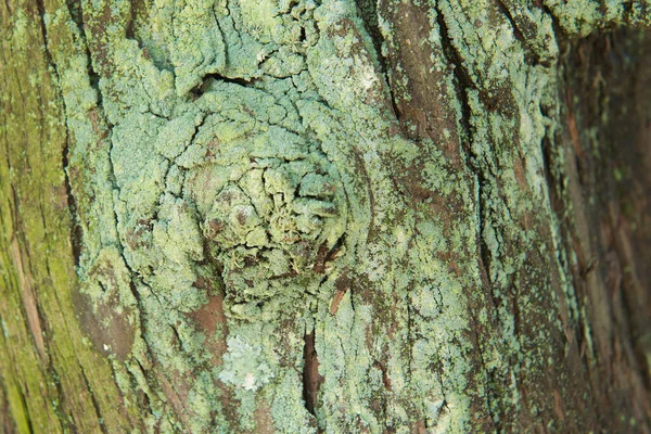 Zelený Mech Kmeni Stromu Rozmazaným Pozadím — Stock fotografie