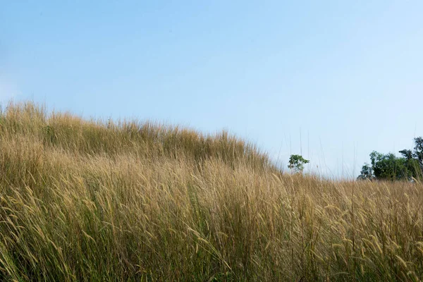 Landscape View Savanna Blue Sky Background — Stock Photo, Image