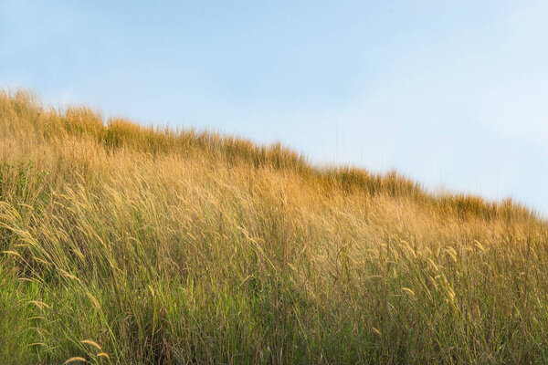 Landscape view of the savanna with blue sky background