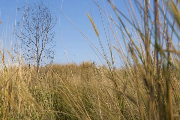 Landscape View Savanna Blue Sky Background — Stock Photo, Image