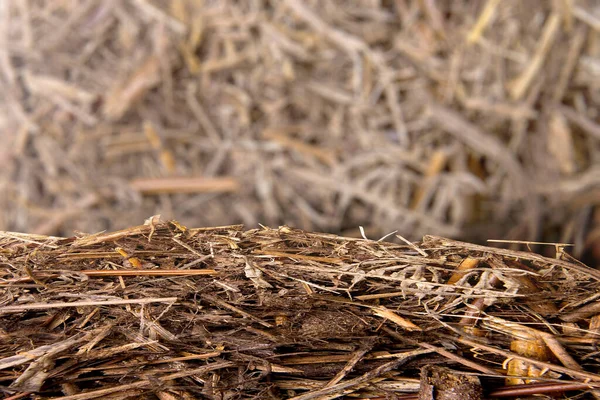 Close View Soil Ground Blur Background — Stock Photo, Image