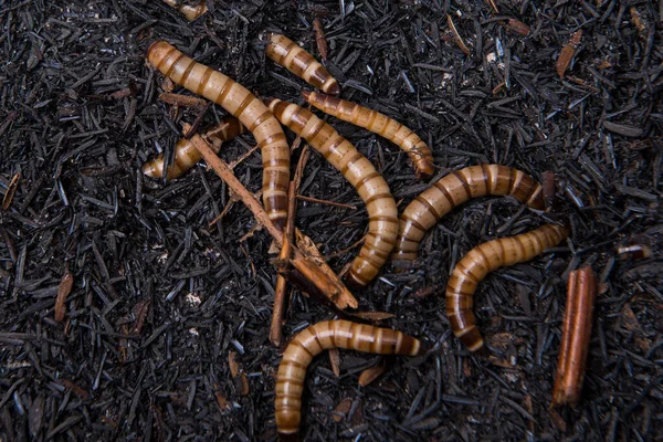 Close View Worms Ground — Stock Photo, Image