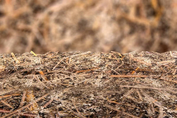 Close View Soil Ground Blur Background — Stock Photo, Image