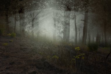 Sisli ve dramatik sahne geçmişi olan perili bir orman. Cadılar Bayramı konsepti