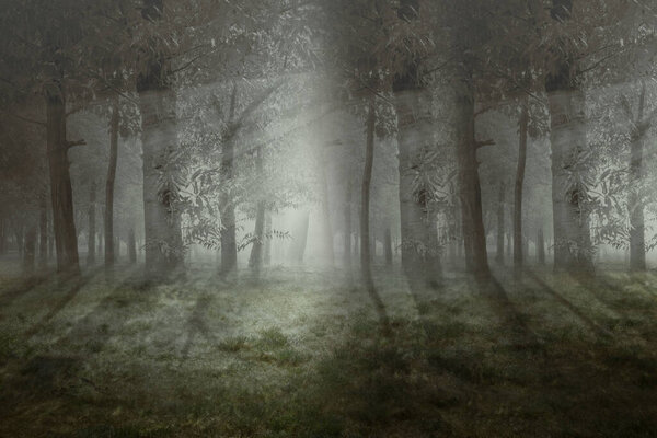 Haunted forest with fog and dramatic scene background. Halloween concept