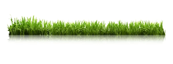 Erba verde naturale — Foto Stock