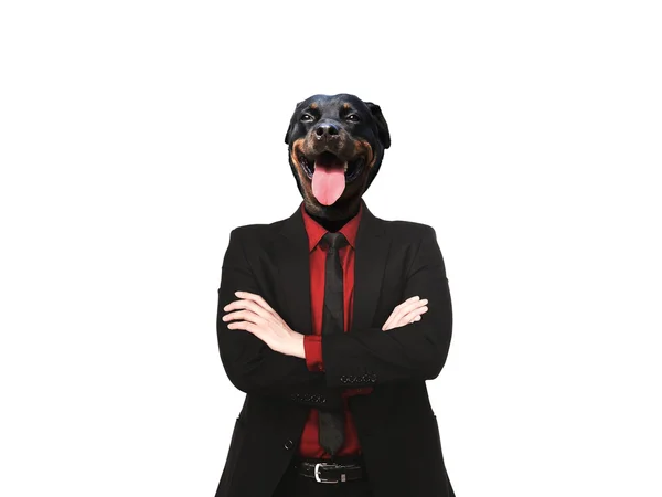Pes Rotvajler oblečená jako formální obchodní muž — Stock fotografie