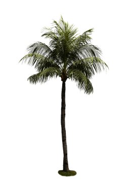 Hindistan cevizi ağacı izole