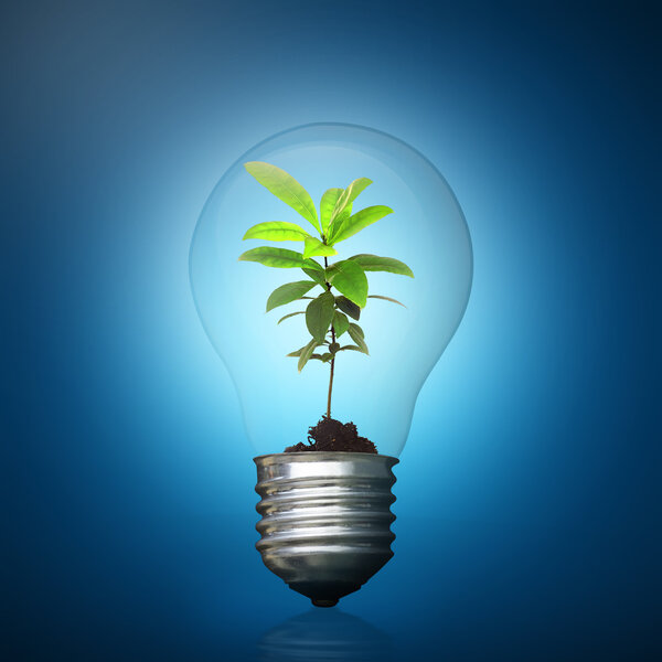 Лампочка с зеленым растением внутри

