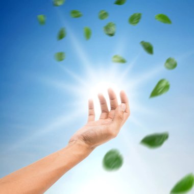 El, düşen yeşil yapraklarla parlak güneş ışığına doğru uzanıyor. Umutların kavramları