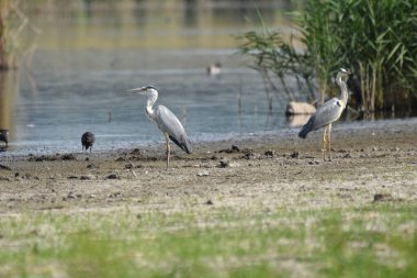Ardea Cinerea - Starc cenusiu - Gri balıkçıl