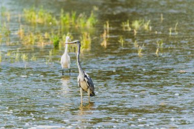 Ardea Cinerea - Starc cenusiu - Gri balıkçıl