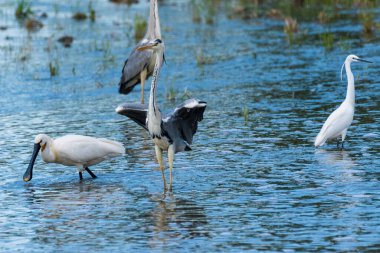 Ardea Cinerea - Starc cenusiu - Gri balıkçıl