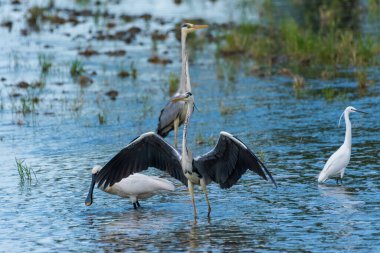 Ardea Cinerea - Starc cenusiu - Gri balıkçıl