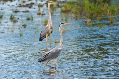 Ardea Cinerea - Starc cenusiu - Gri balıkçıl