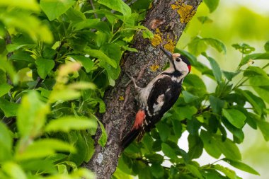 Dendrocopos Syriacus - Ciocanitoare de gradini - Suriyeli ağaçkakan