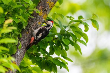 Dendrocopos Syriacus - Ciocanitoare de gradini - Suriyeli ağaçkakan