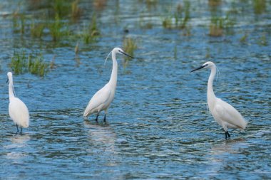 Egretta garzetta - Egreta mica - Küçük balıkçıl