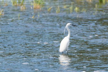 Egretta garzetta - Egreta mica - Küçük balıkçıl