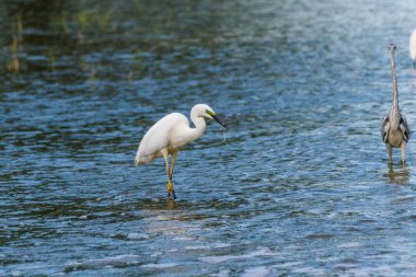 Egretta garzetta - Egreta mica - Küçük balıkçıl