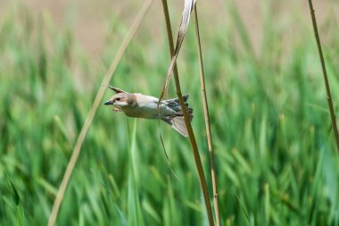 Lanius Collurio - Sfrancioc Rosiatic - Kırmızı sırtlı Örümcekkuşu