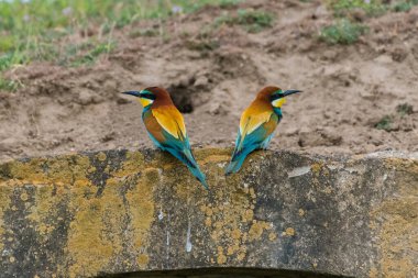 Merops apiaster - Prigorie - Avrupalı arı yiyici