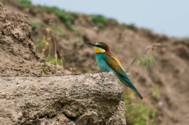 Merops apiaster - Prigorie - Avrupalı arı yiyici