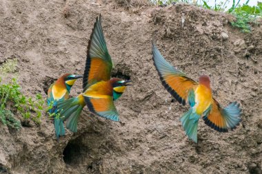 Merops apiaster - Prigorie - Avrupalı arı yiyici