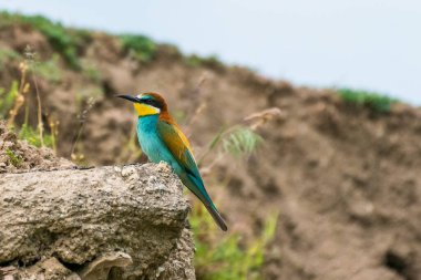 Merops apiaster - Prigorie - Avrupalı arı yiyici