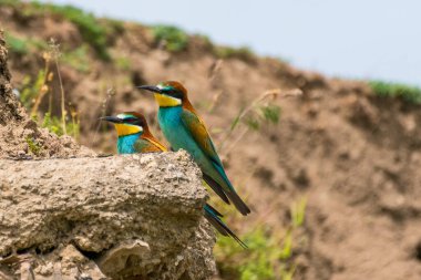 Merops apiaster - Prigorie - Avrupalı arı yiyici