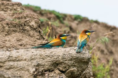 Merops apiaster - Prigorie - Avrupalı arı yiyici