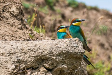 Merops apiaster - Prigorie - Avrupalı arı yiyici