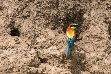 Merops apiaster - Prigorie - Avrupalı arı yiyici